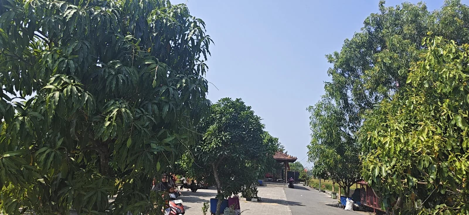 Pepohonan dan jalan lingkungan Desa Dawuan