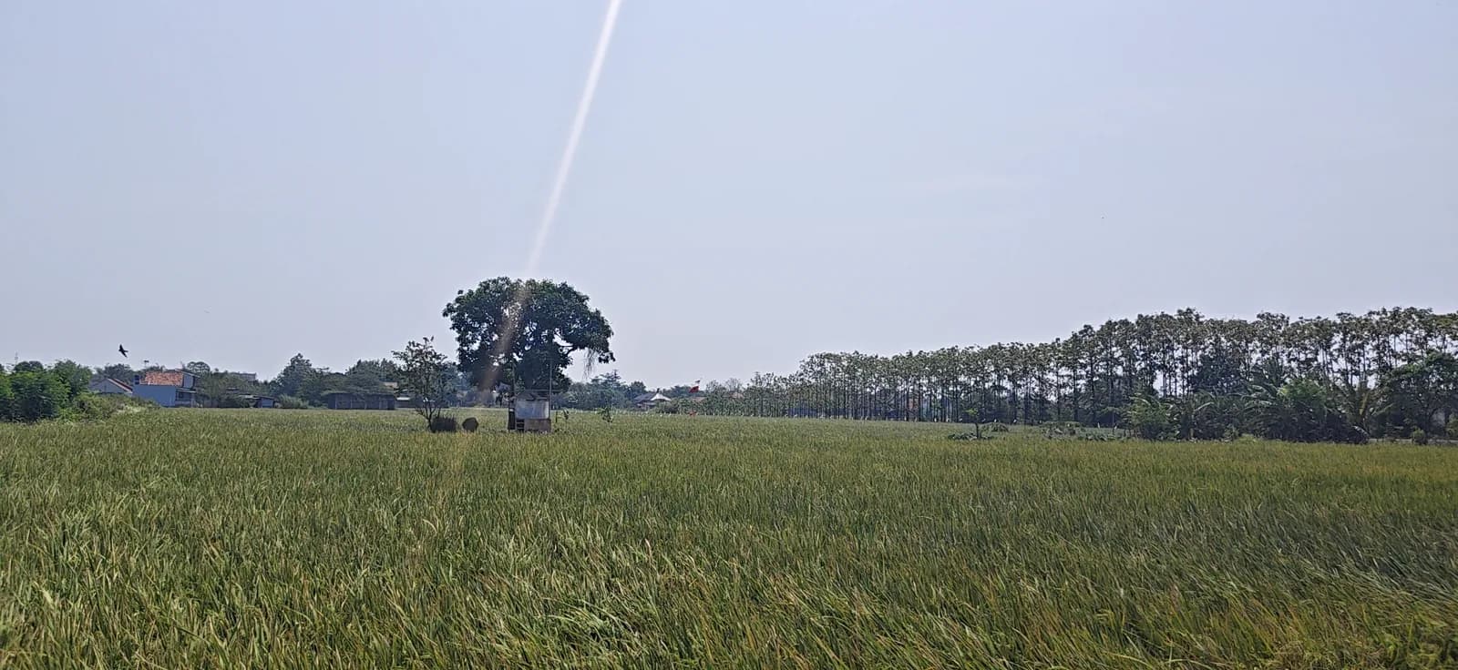 Lahan pertanian Desa Dawuan